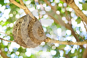 Crematogaster rogenhoferi ant nest, nature