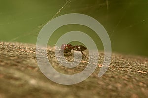 Crematogaster scutellaris es una hormiga mirmicina de distribuciÃ³n tÃ­picamente mediterrÃ¡nea, photo