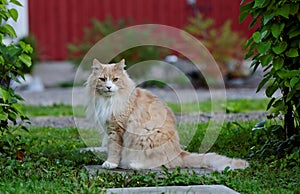 Creme norwegian forest cat male sitting