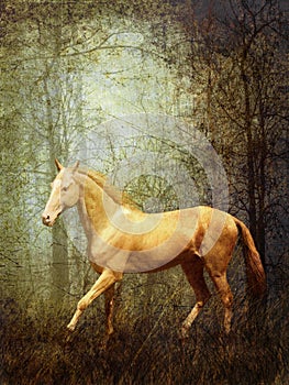 Cremello Akhal-Teke