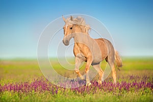 Cremello horse in flowers