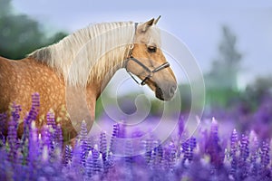 Cremello horse in flowers