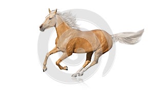 Cremello horse isolated