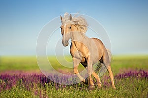 Cremello horse with long mane