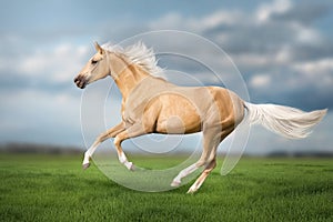 Cremello horse with long mane photo