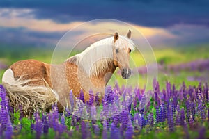 Cremello horse in lupine