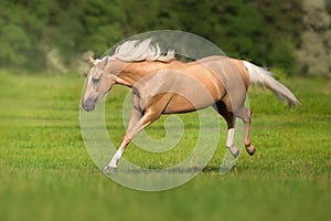 Cremello horse portrait