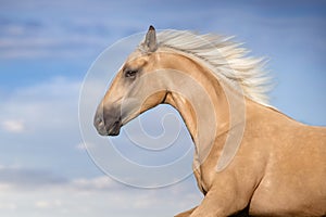 Cremello horse portrait in motion