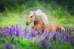 Cremello horse run