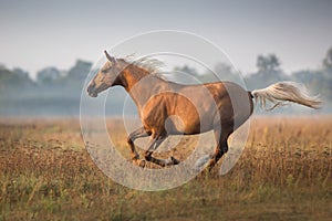 Cremello horse run