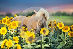 Cremello horse in sunflowers