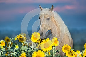 Cremello horse in sunflowers