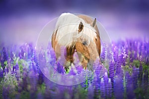 Cremello horse in violet flowers