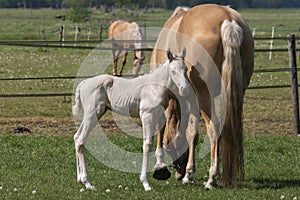 Cremello mare with a newborn cremello foal standing in the pasture. Animal portrait