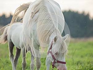 Cremello welsh pony mare with her foal