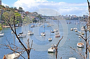 Cremorne point to Mosman Bay coastal walk, Sydney, Australia