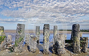 Crenate Barnacle,North Sea,North Frisia,Germany photo