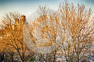 Crenellated tower behind trees