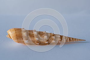 Crenulata Auger. Auger Shell. Terebra Crenulata L photo