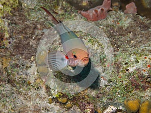 Creole-fish with Isopod parasite 01 photo