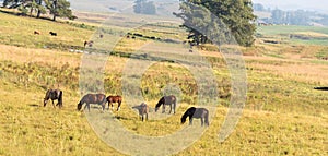 Creole horses feeding in a large equine breeding area in Brazil