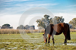 A Creole race mare pace in a watering hole photo