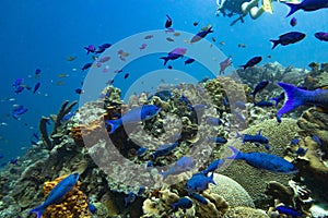 Creole wrasse school and divers on background