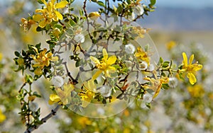Creosote Bush blooming in the Death Valley photo