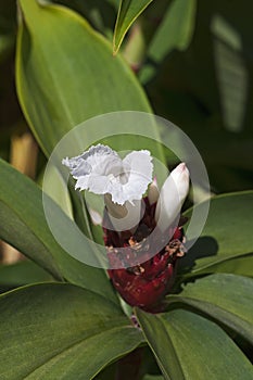 Crepe ginger flower