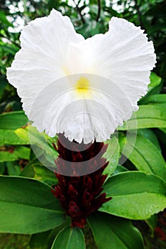 Crepe ginger flower, Costus speciosus