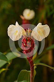 Crepe Ginger white flowers on a red stalk