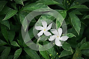 Crepe jasmine aka pinwheel flower with green leaves background