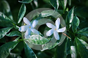 Crepe jasmine aka pinwheel flower with leaves background