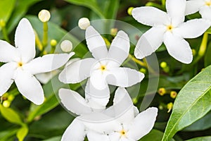 Crepe Jasmine or East Indian Rosebay photo