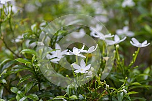 Crepe Jasmine flowers Tabernaemontana divaricata, shallow focus