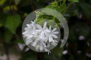 Crepe Jasmine flowers Tabernaemontana divaricata, shallow focus