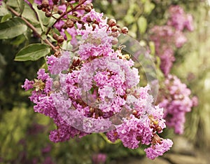 Crepe myrtle blossom in sunlight