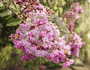 Mirto flor en luz de sol 