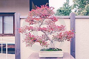 Crepe Myrtle bonsai tree