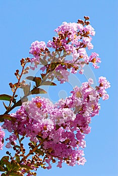 Crepe myrtle flower photo