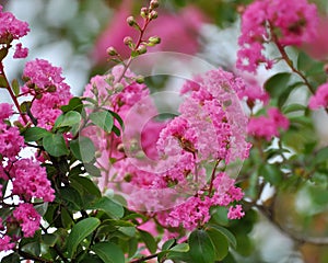 Crepe Myrtle Flowers Bright Pink photo