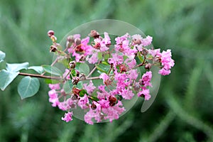 Crepe Myrtle or Lagerstroemia indica deciduous tree plant branch with closed flower buds mixed with fully open blooming light pink