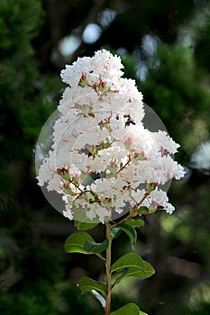 Crepe Myrtle or Lagerstroemia indica deciduous tree plant with single branch full of open blooming white small flowers photo