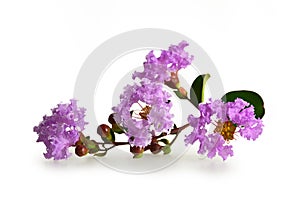 Crepe-myrtle, Lagerstroemia indica, or Indian lilac isolated on white