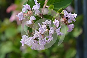 Crepe myrtle With Love Babe