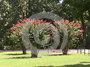Crepe myrtle