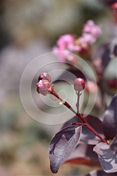 Crepe myrtle Rhapsody in Pink