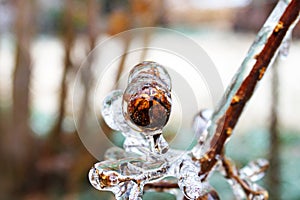 Crepe Myrtle seed pod encased in ice during winter