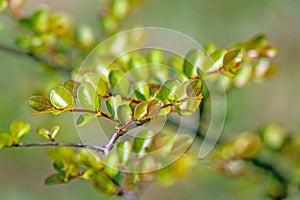 Crepe myrtle tree leaves