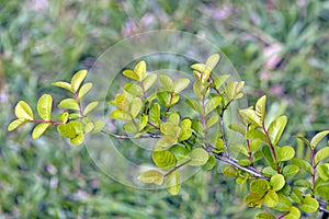 Crepe myrtle tree leaves